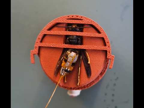 LOCNEST - collage de la balise sur l'abdomen